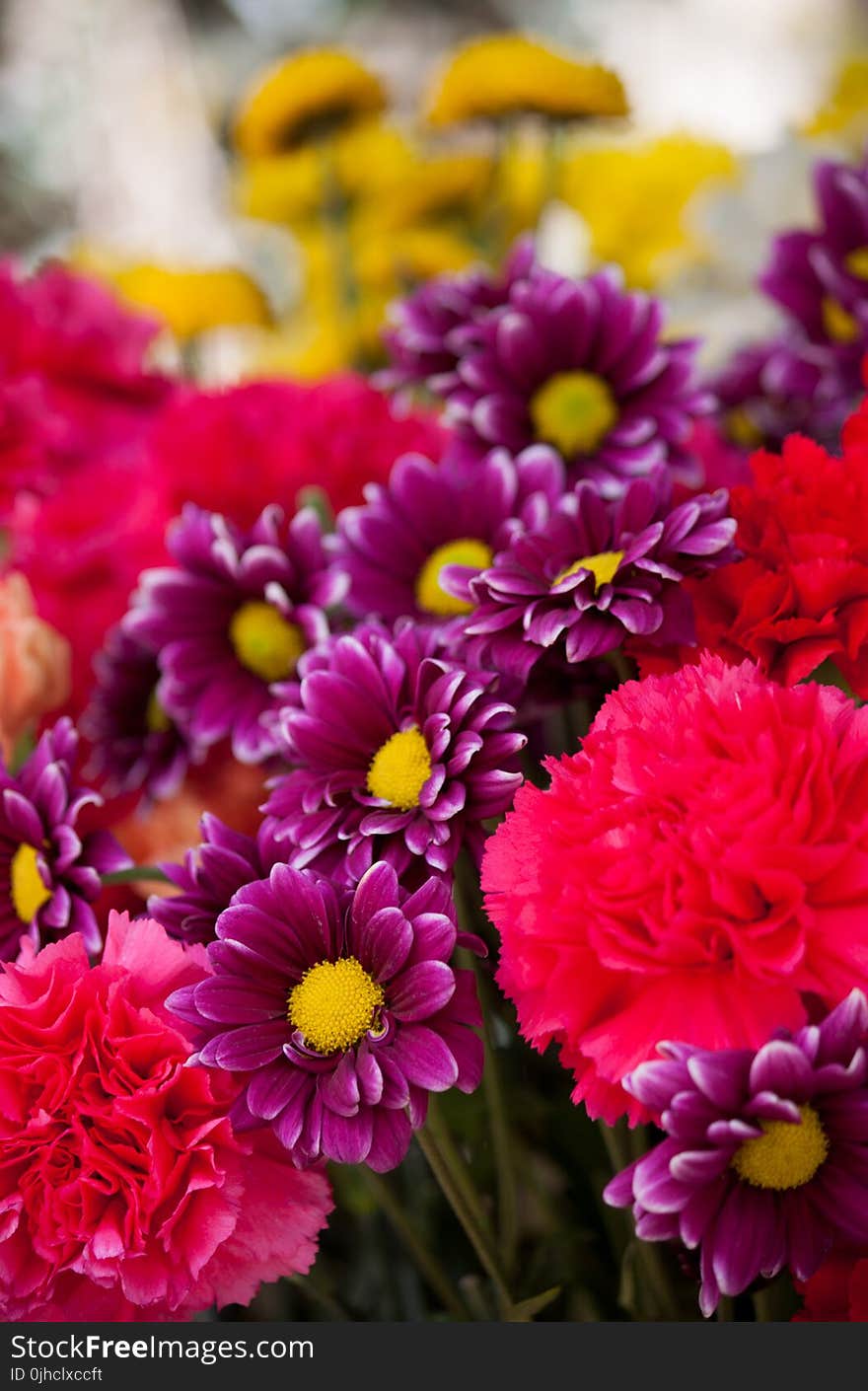 Bokeh Photo of Purple, Pink, and Yellow Flowers