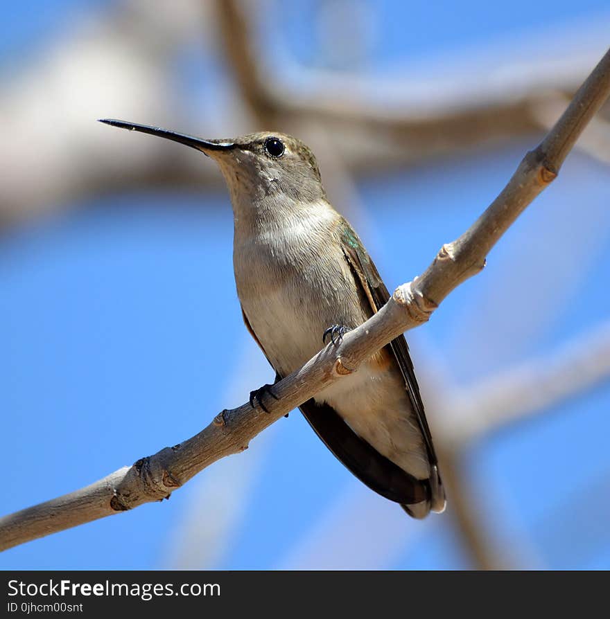 White and Brown Long-beak Bird Perched On Branch