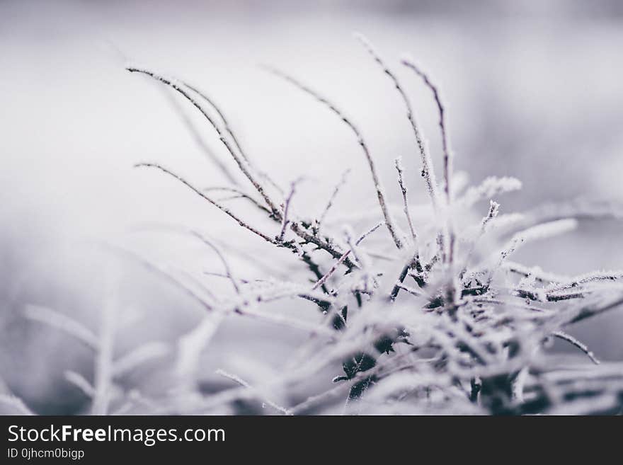 Selective Focus Photography of Weed Covered by Snow