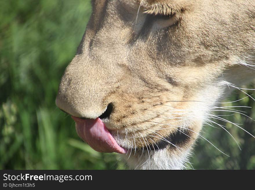 Licking Lioness