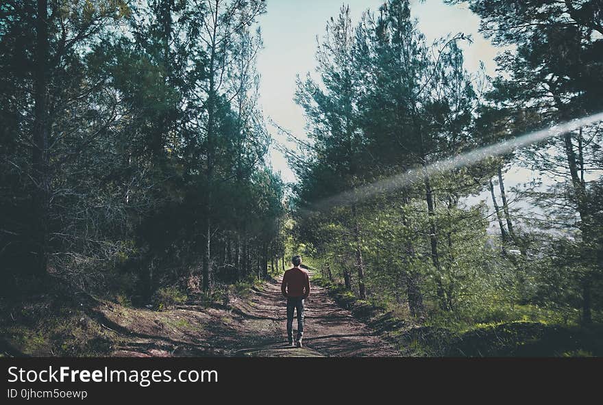 Photo of Man Walking Along Pathway at Forest