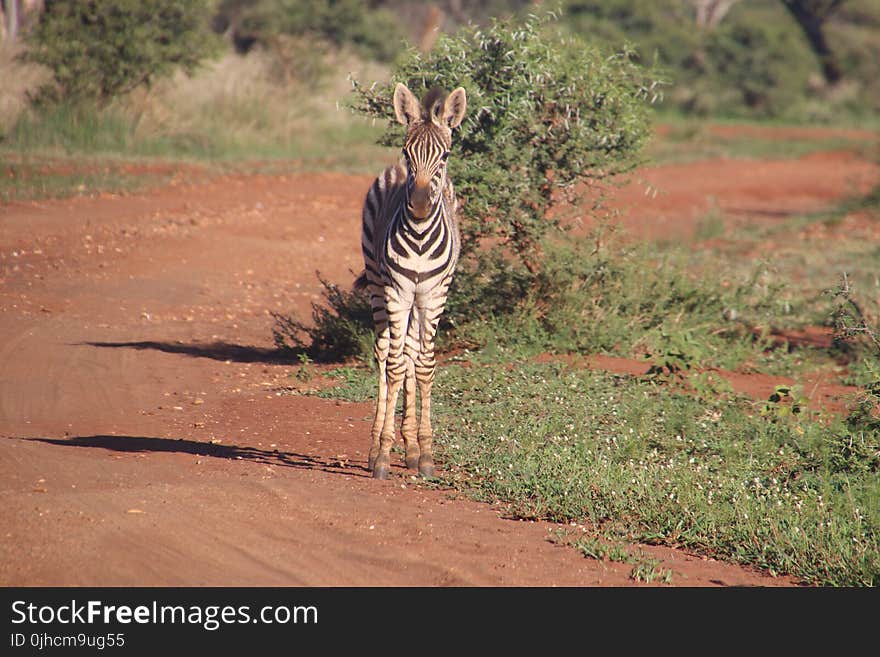 Photography of Zebra On Road