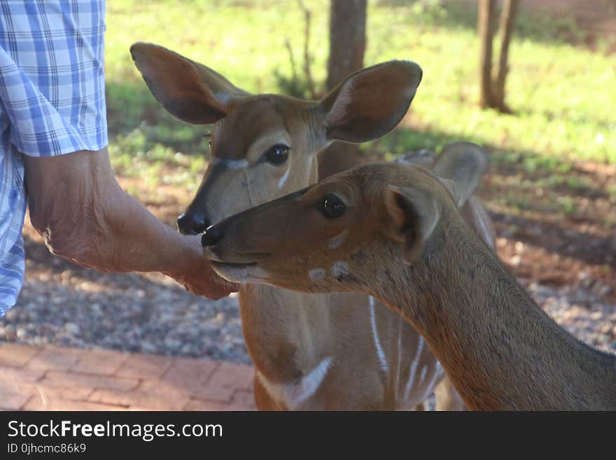 Photo of Person Feeding Two Deers