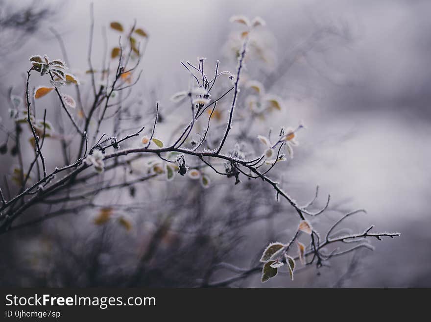 Tilt Shift Focus Photography of White Petaled Flower