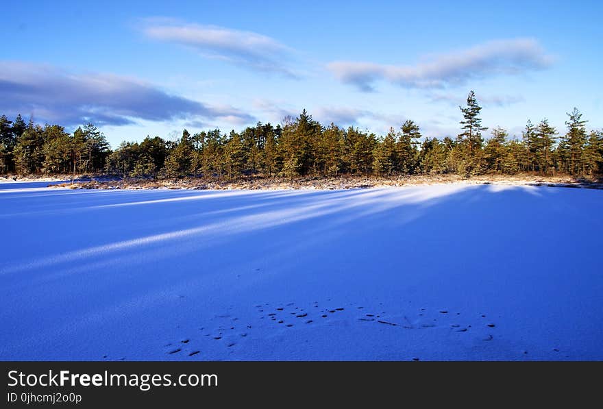 Photo of Forest During Winter