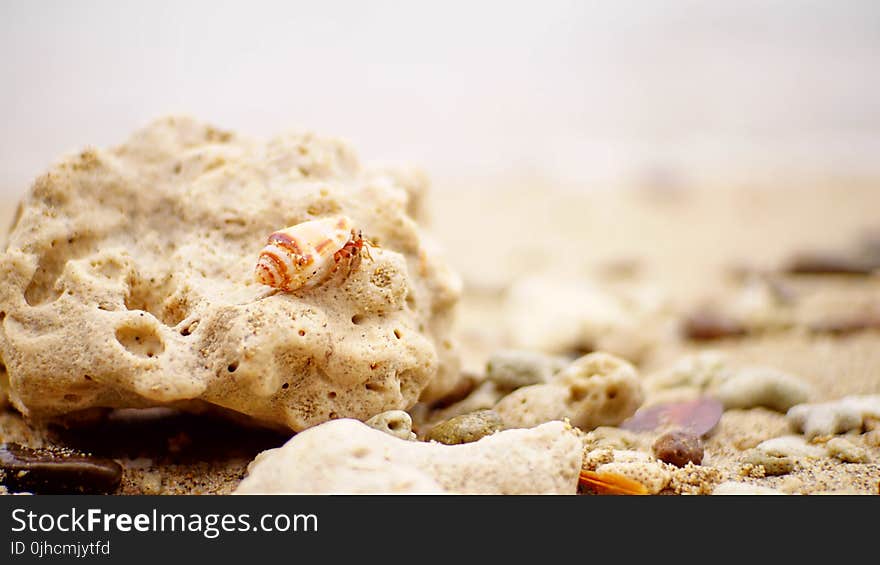 Brown Shell on Stone