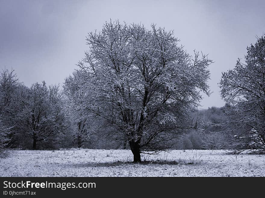 Gray Bare Tree