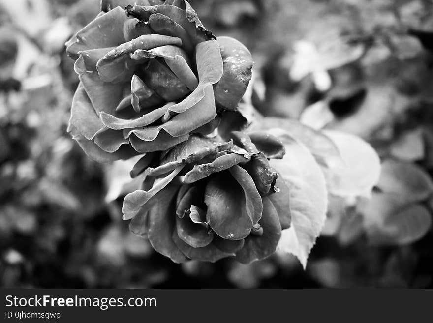 Monochrome Photography of Flowers