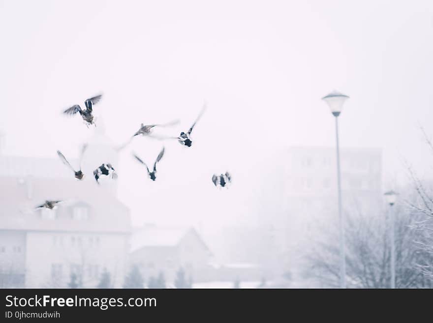 Flock of Flying Birds Above Street