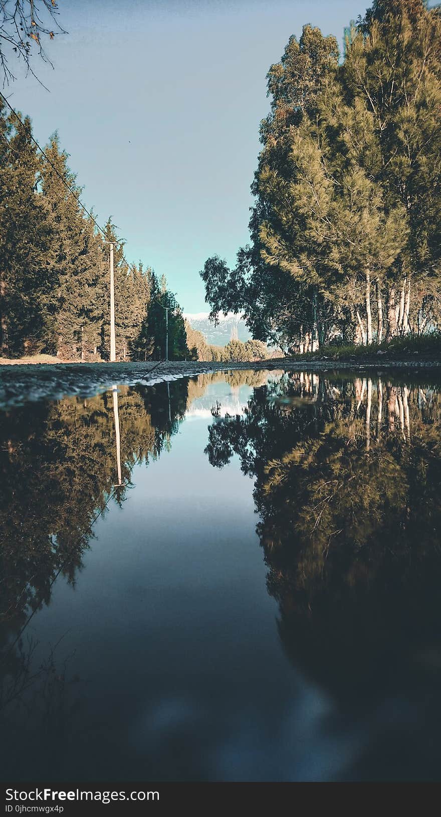 Landscape Photo of River Between Trees