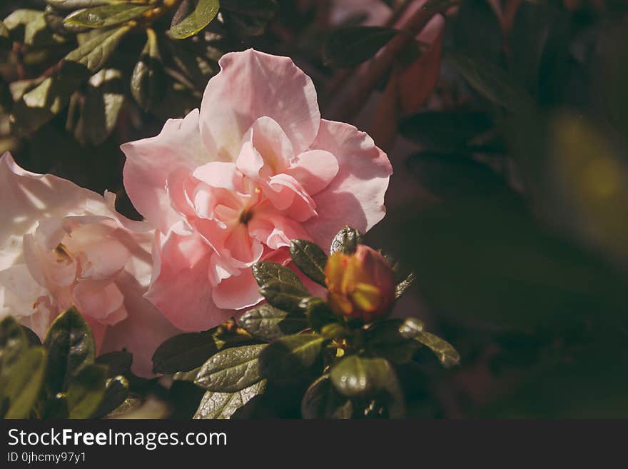 Pink Peony Flowers in Bloom at Daytime