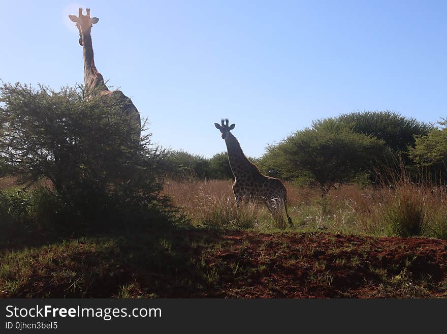 Photography of Two Giraffes Near Green Tree