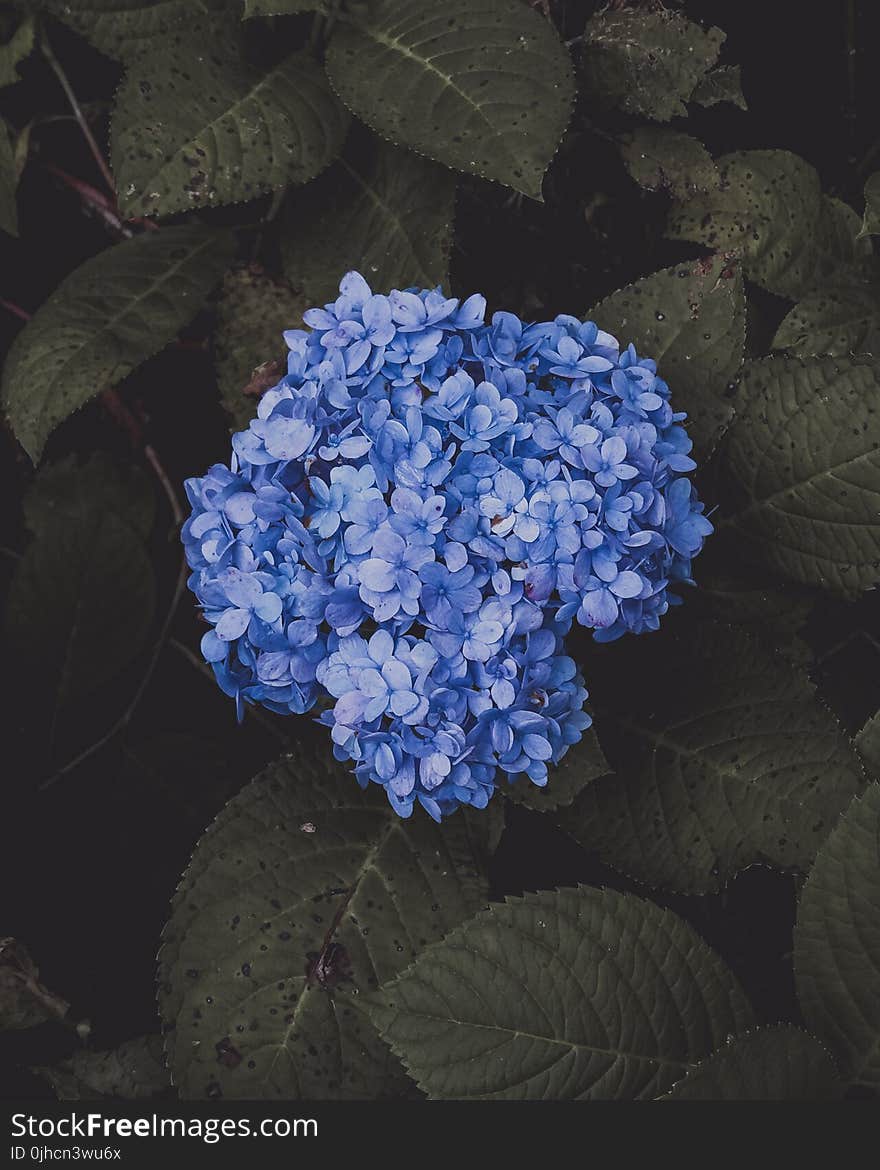 Blue Hydrangea Flower