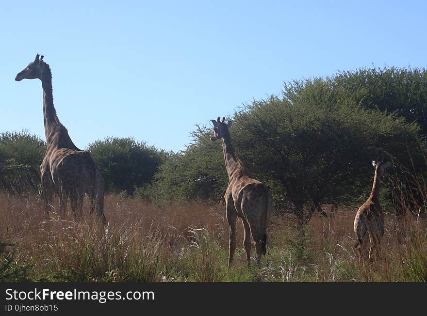 Photo of Giraffes on the Field