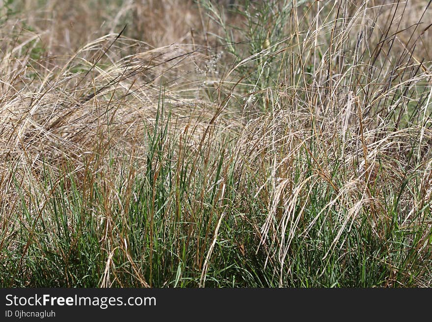 Focus Photography of Green Grass Field