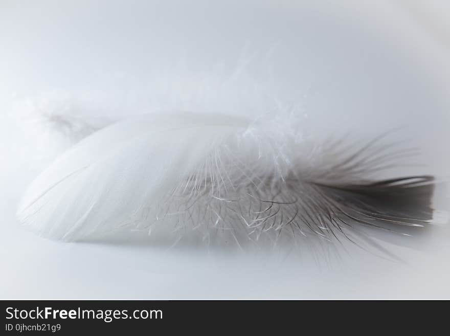 Selective Focus Photography of Feather