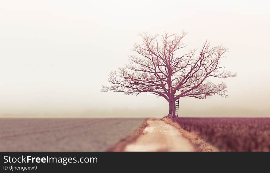 Landscape Photography of Withered Tree