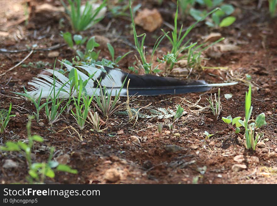 Depth of Field Photography of Black and White Bird Feather Between Eleusine Indica Crowfoot Grass