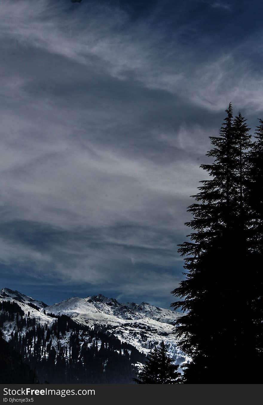 Silhouette Of Pine Tree