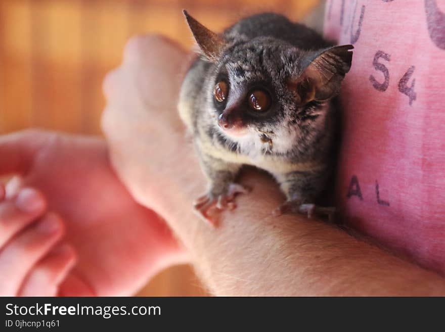 Person Holding Galago