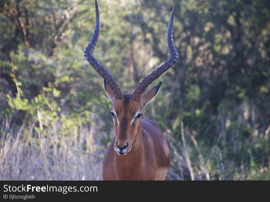 Close-Up Photography of a Male Imapala