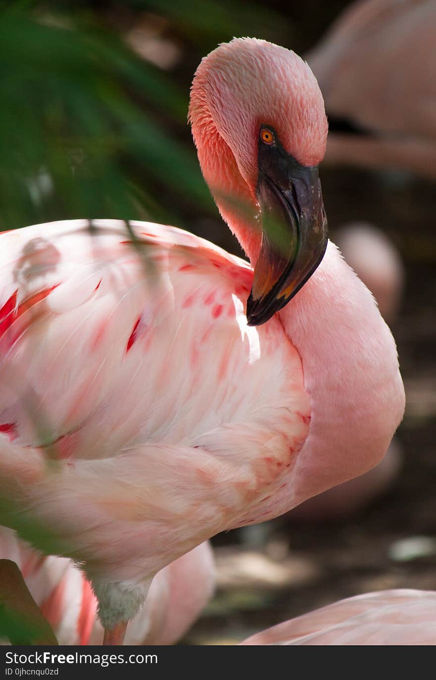 Selective Focus Photography of Pink Flamingo