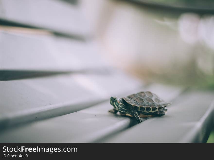 Selective Focus Photography of Turtle on Bench