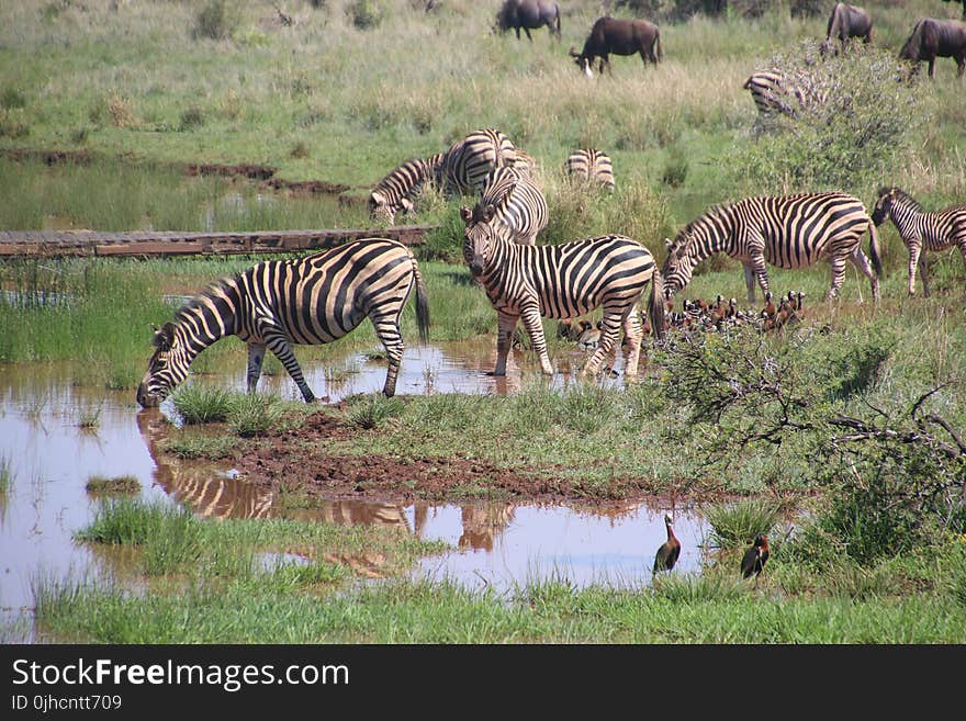 Herd of Zebras on Body of Water With Grass