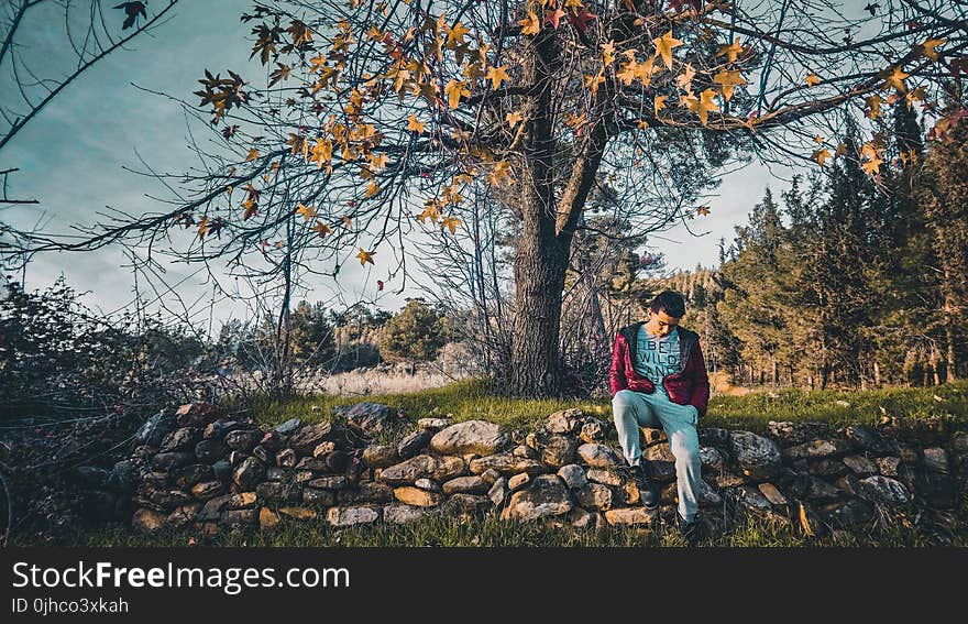 Man Sitting on Pile of Stones Near Tree