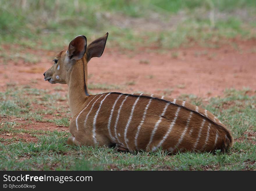 Brown and White Deer Laying on Grass