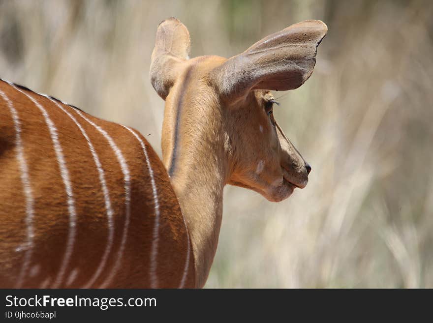 Shallow Focus on Deer