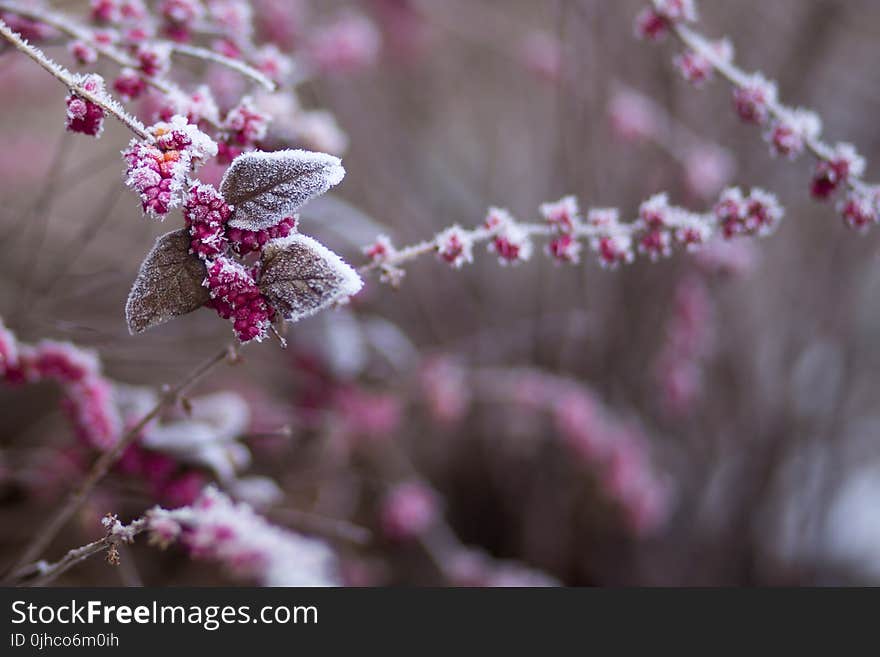 Pink Flowers in Selective Focus Photography