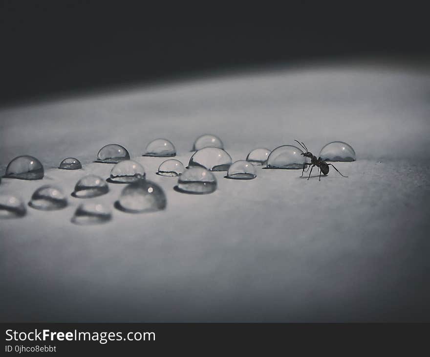 Macro Photography of Black Ant Beside Water Dew