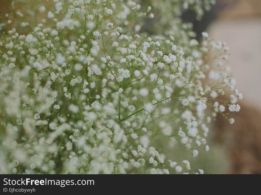 Close-up Photo of White Petaled Flowers