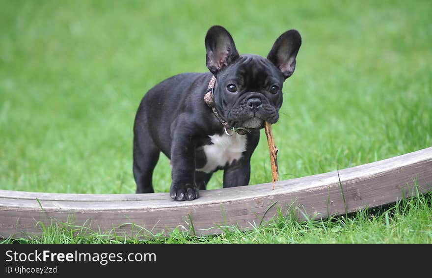 Black and White French Bulldog Puppy Stepping on Brown Wood Board Panel Close-up Photography