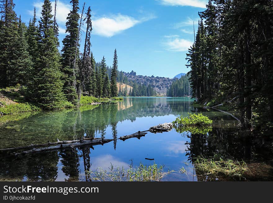 Landscape Photography of Lake Surrounded by Trees