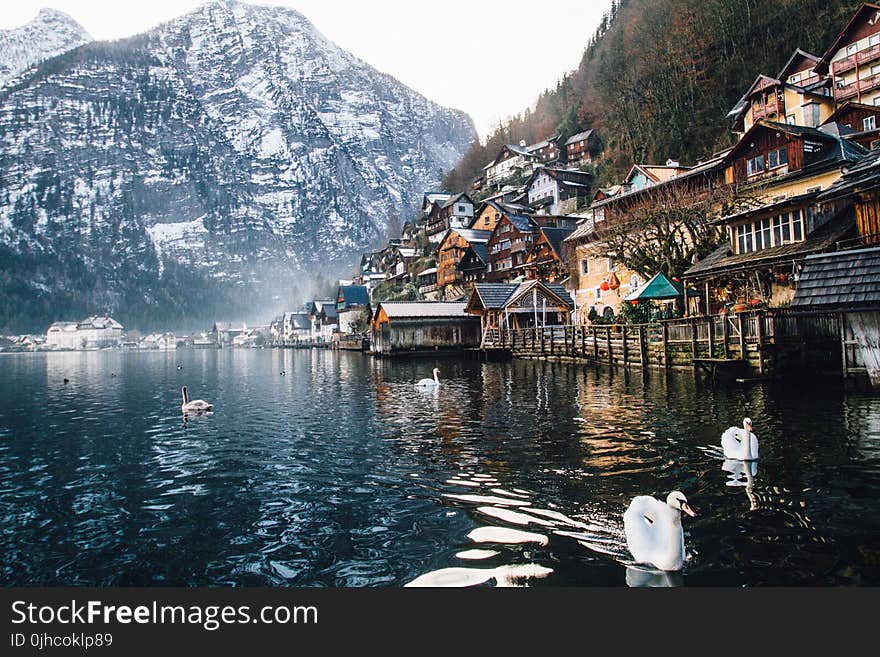 Photo of Houses Near Body of Water