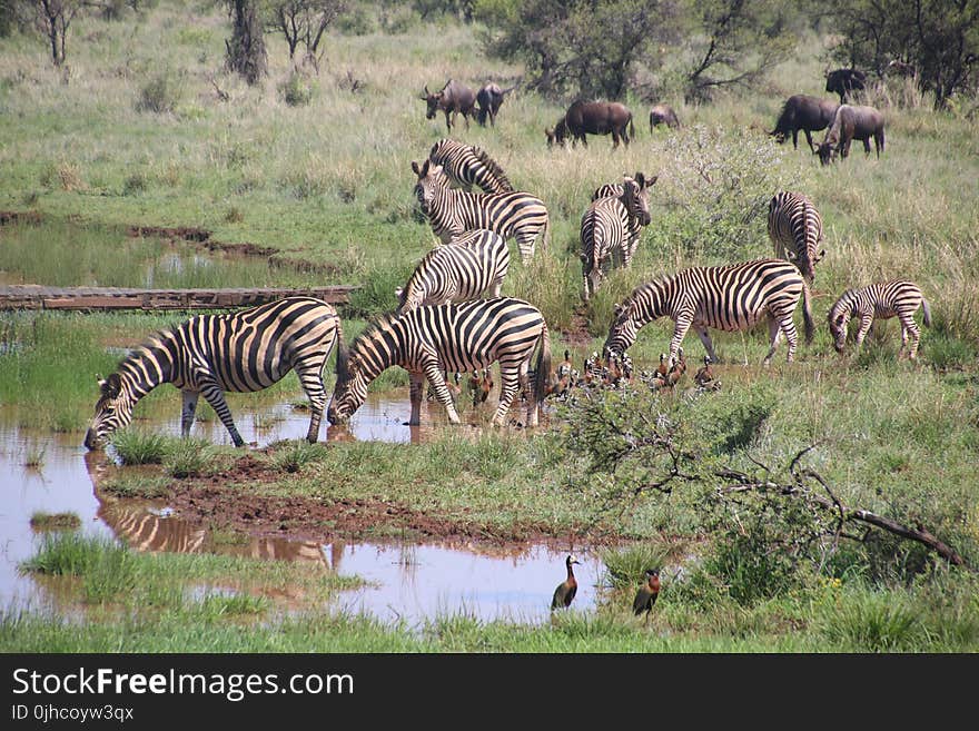 Herd of Zebras on Grass Field