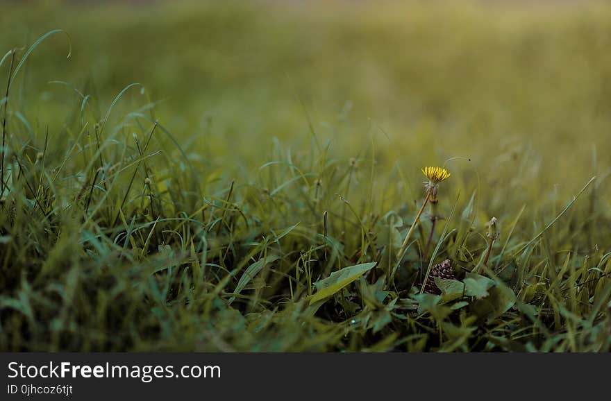 Selective Photography of Green Grass and Flower