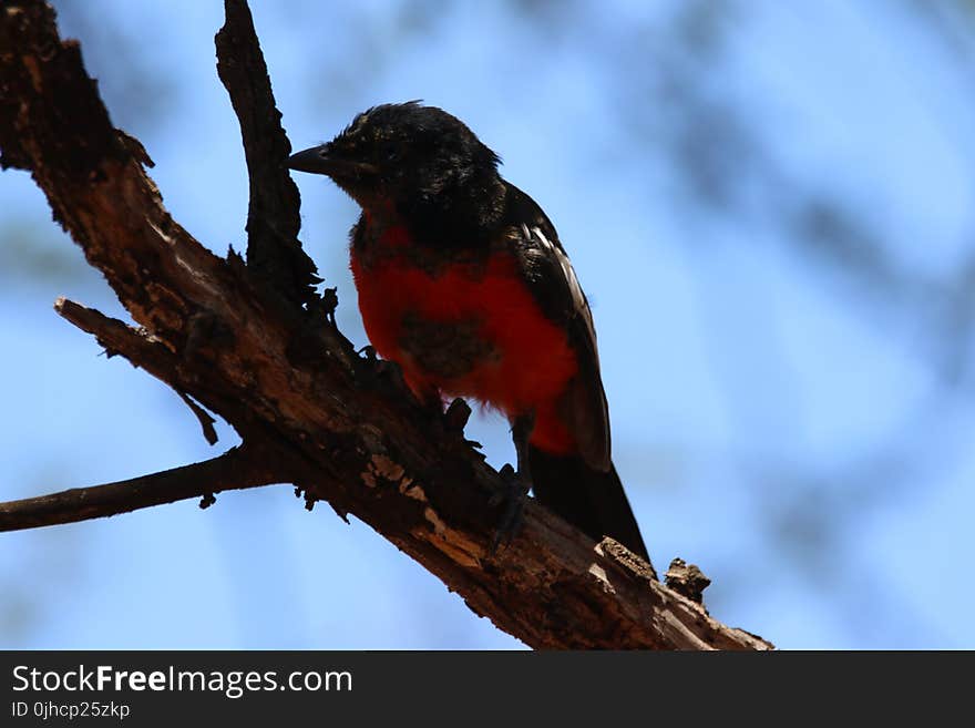 Small Black and Red Bird