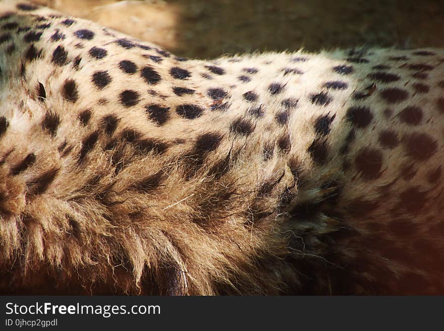 Closeup Photo of Cheetah