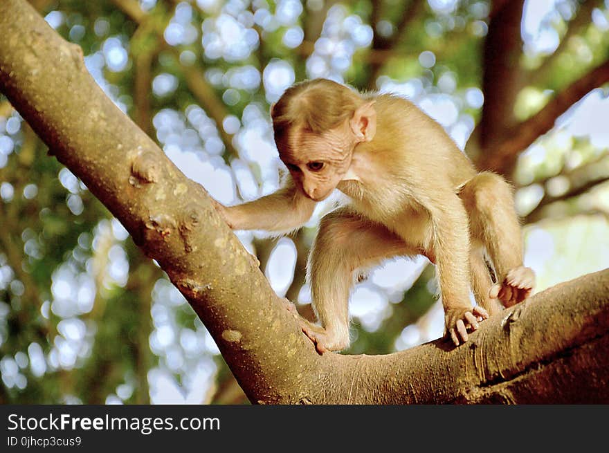 Photography of Monkey on Tree