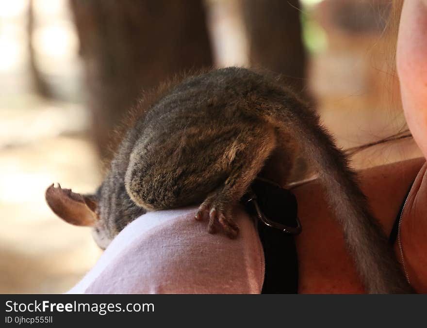 Close-up Photography of Black Animal