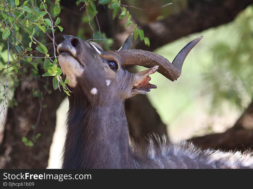 Closeup Photo of Brown Antelope Eating Leaves