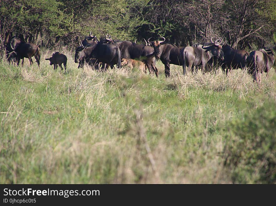 Photo of Buffalos in the Field