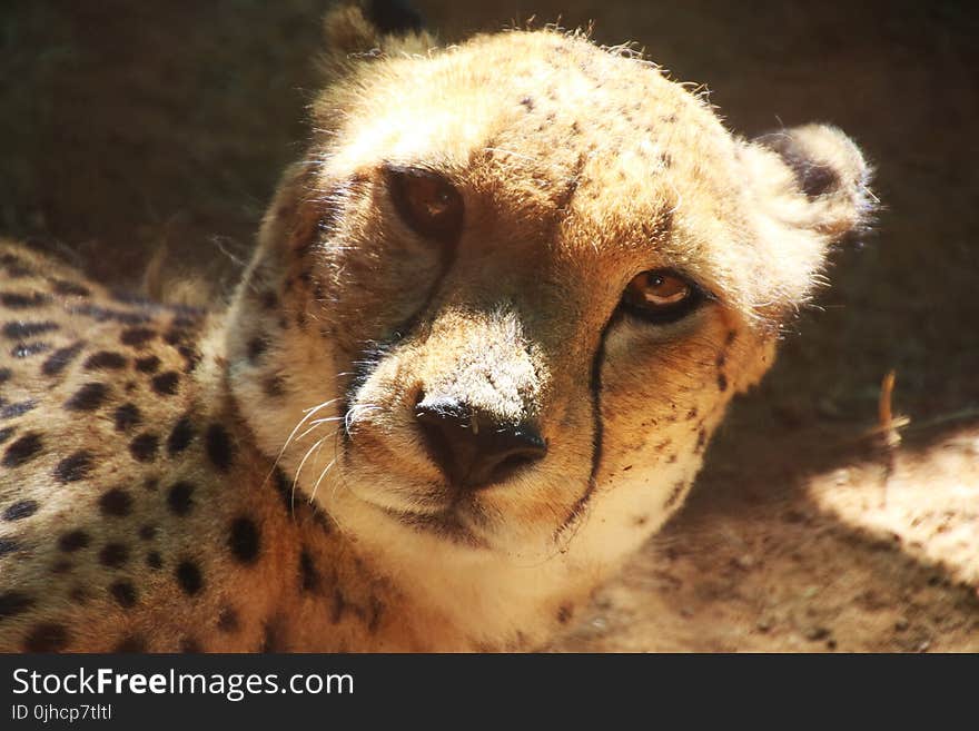 Cheetah Animal