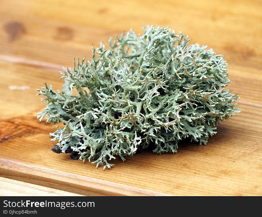 Green Sea Weed