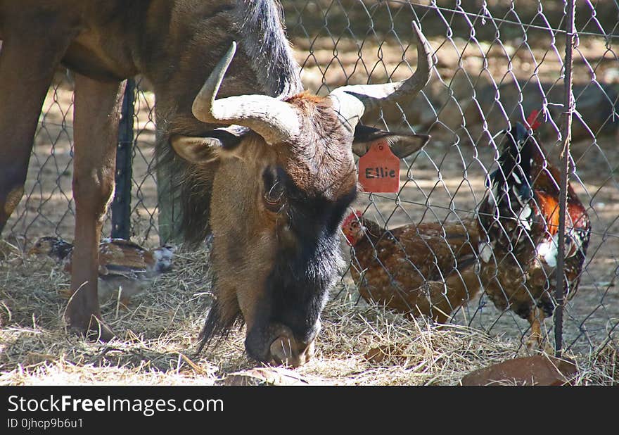 Brown Yak Beside Two Brown Chickens