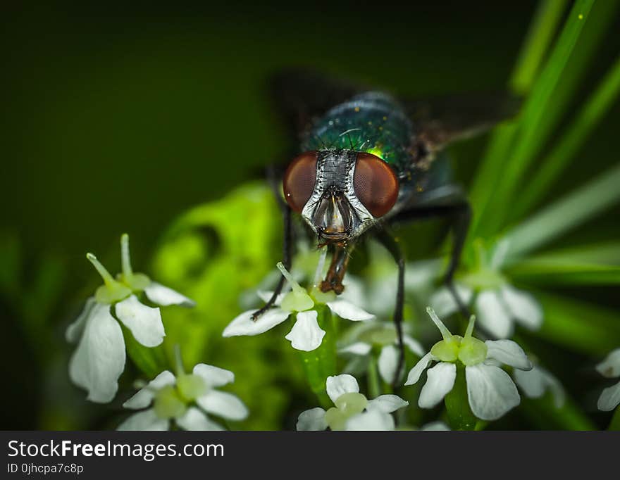 Focus Photography of Green Bottle Fly