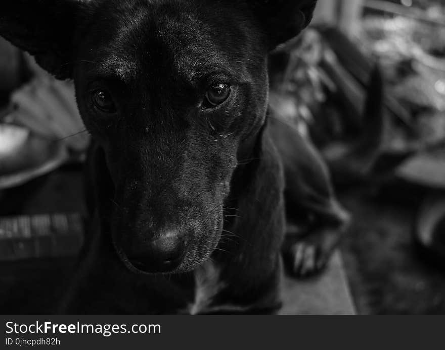 Grayscale Photo of Short Coated Dog